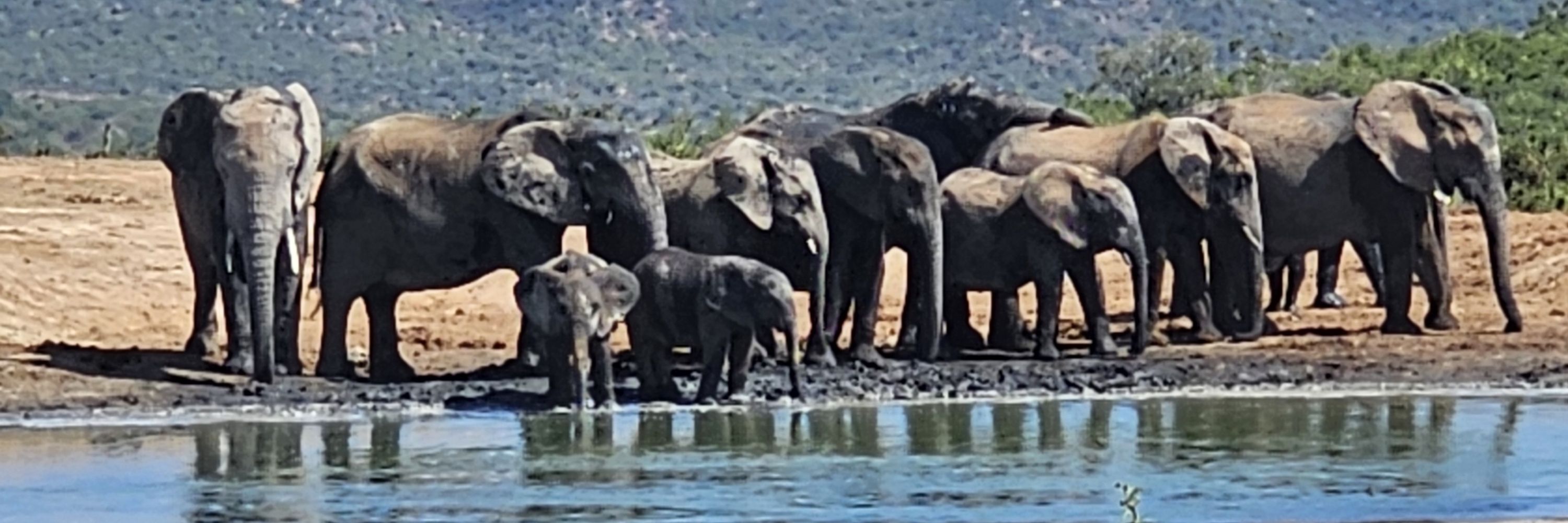 Di 🐘