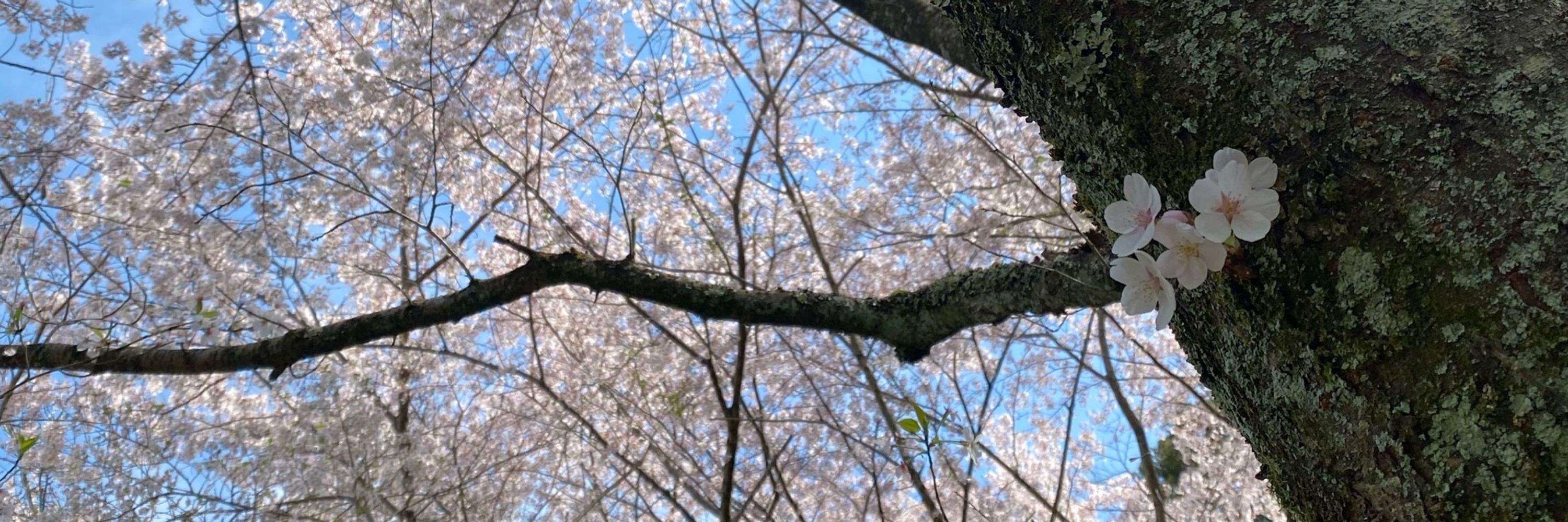 あんこ