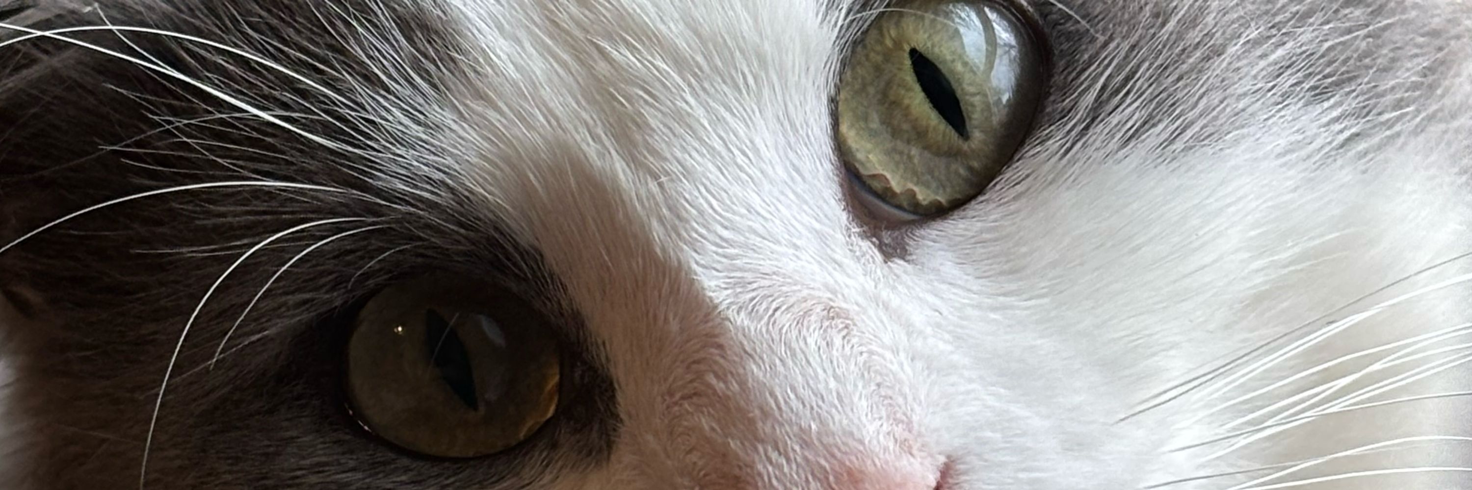 ThisCatLadyIsTiredOfYourSh!t