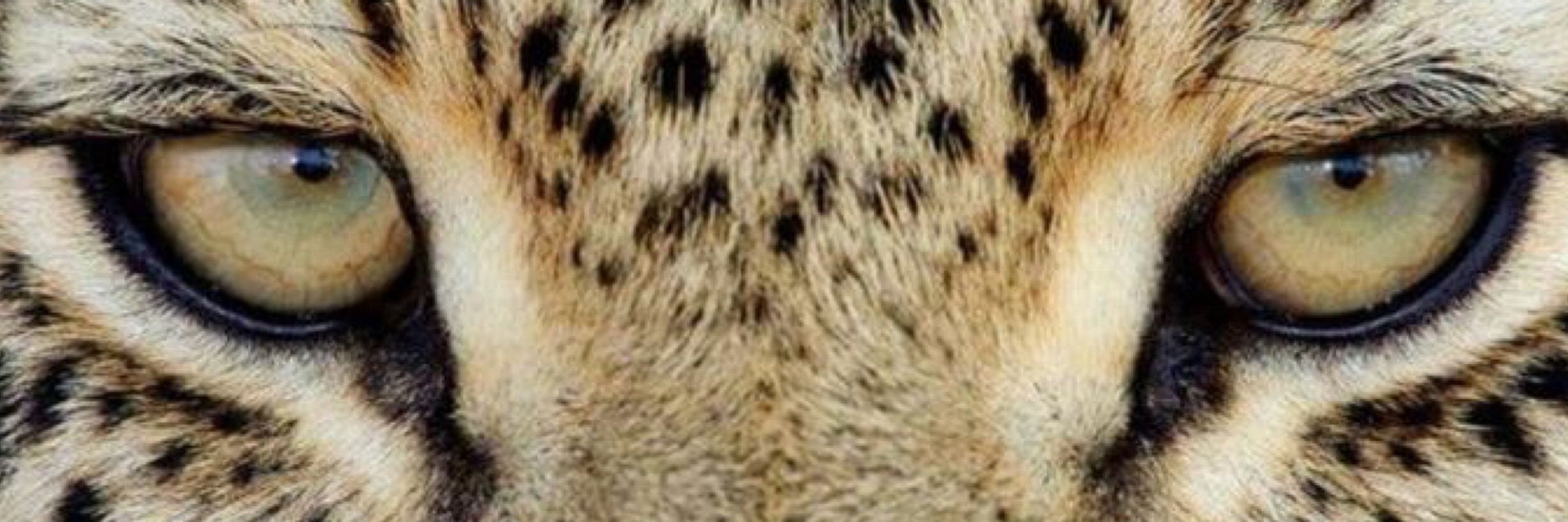 ᴍᴀʀɪᴀ 🐆