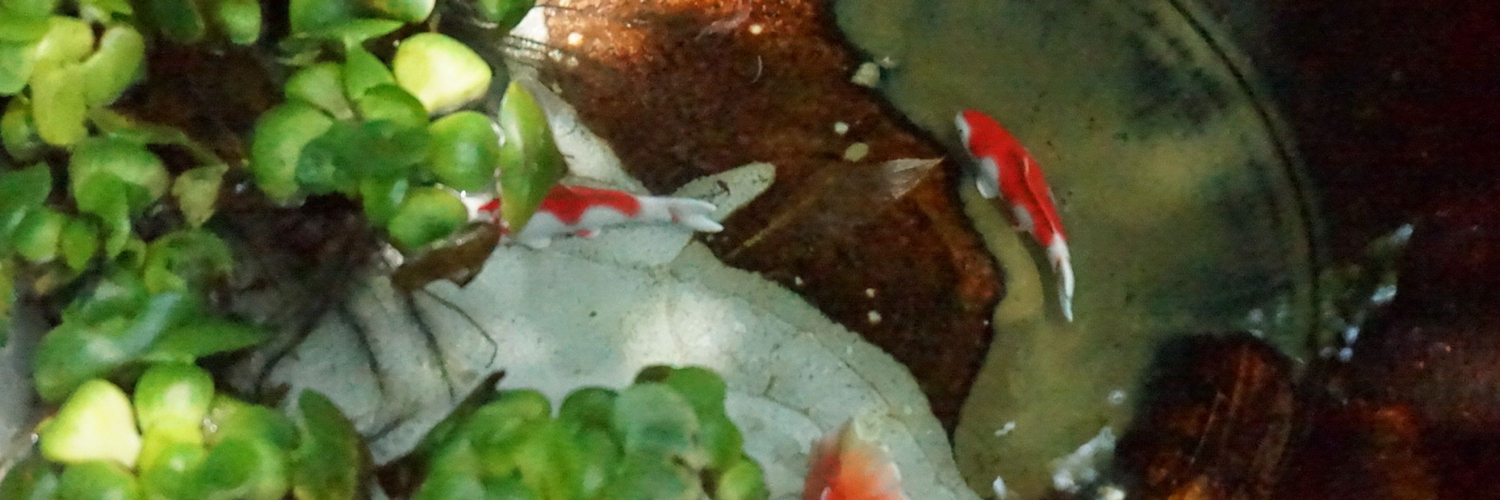( ˇωˇ )