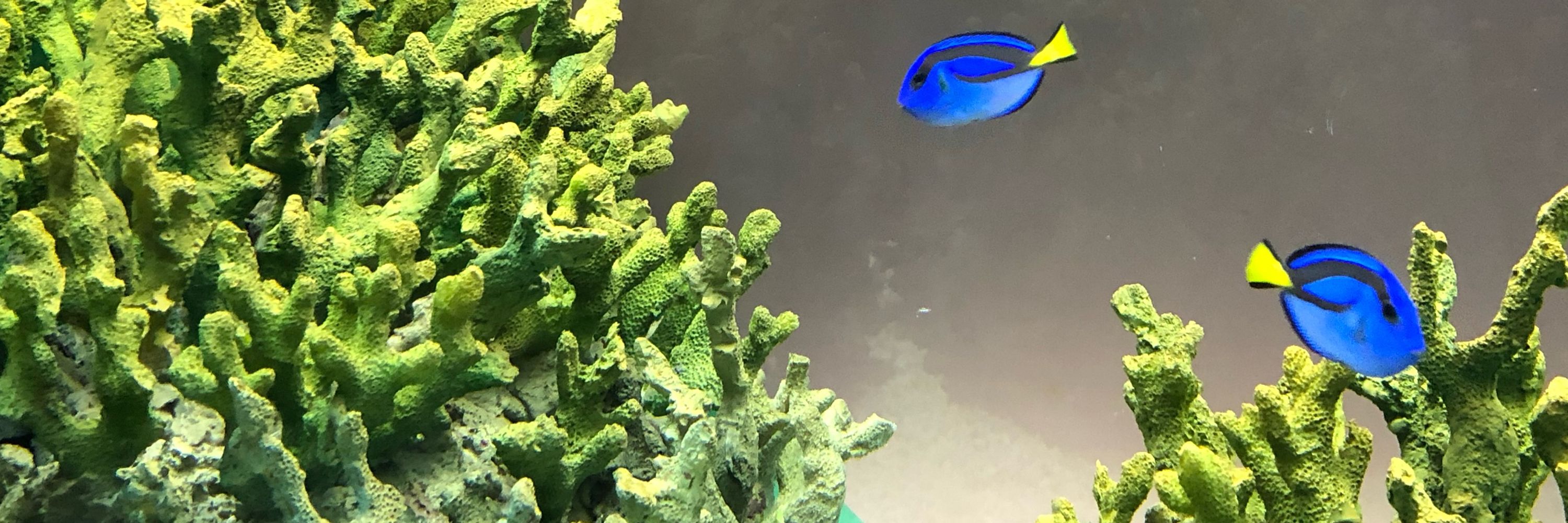 わっふる