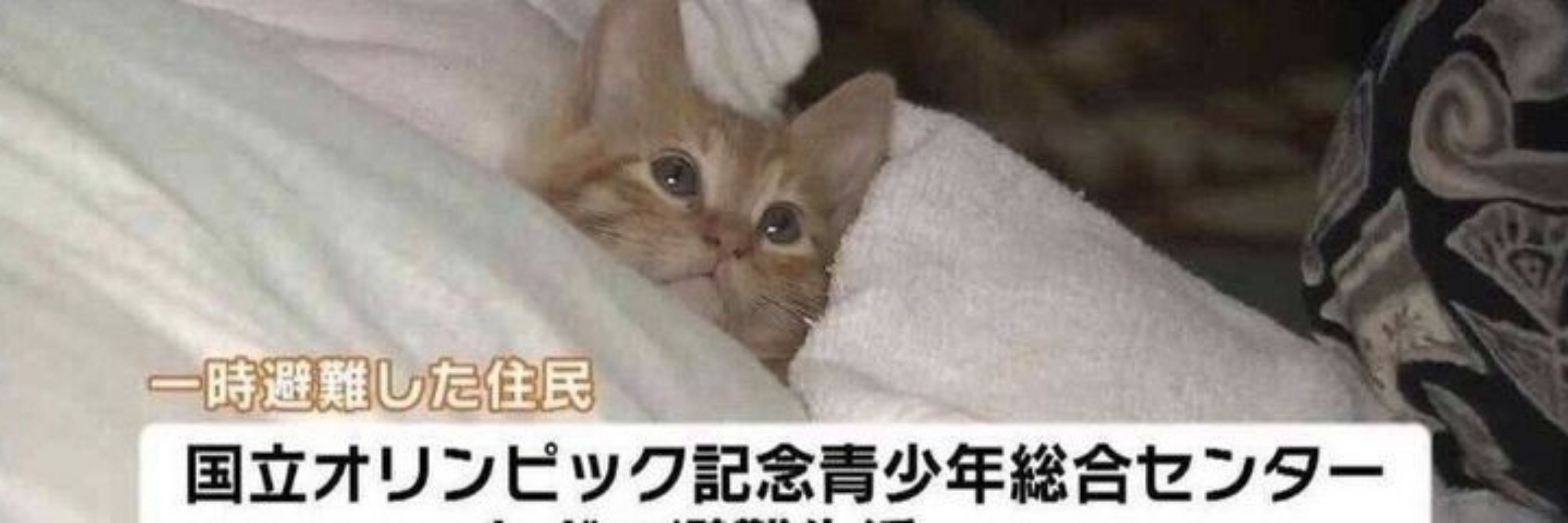 niki jurídico yuta nakamoto 