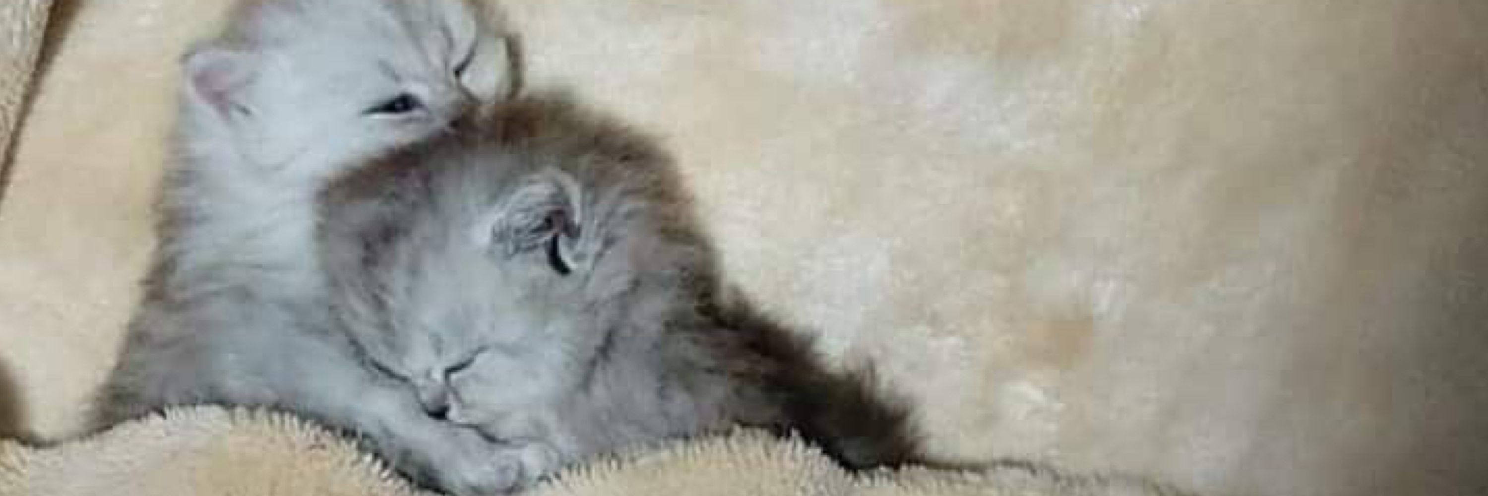 MARU