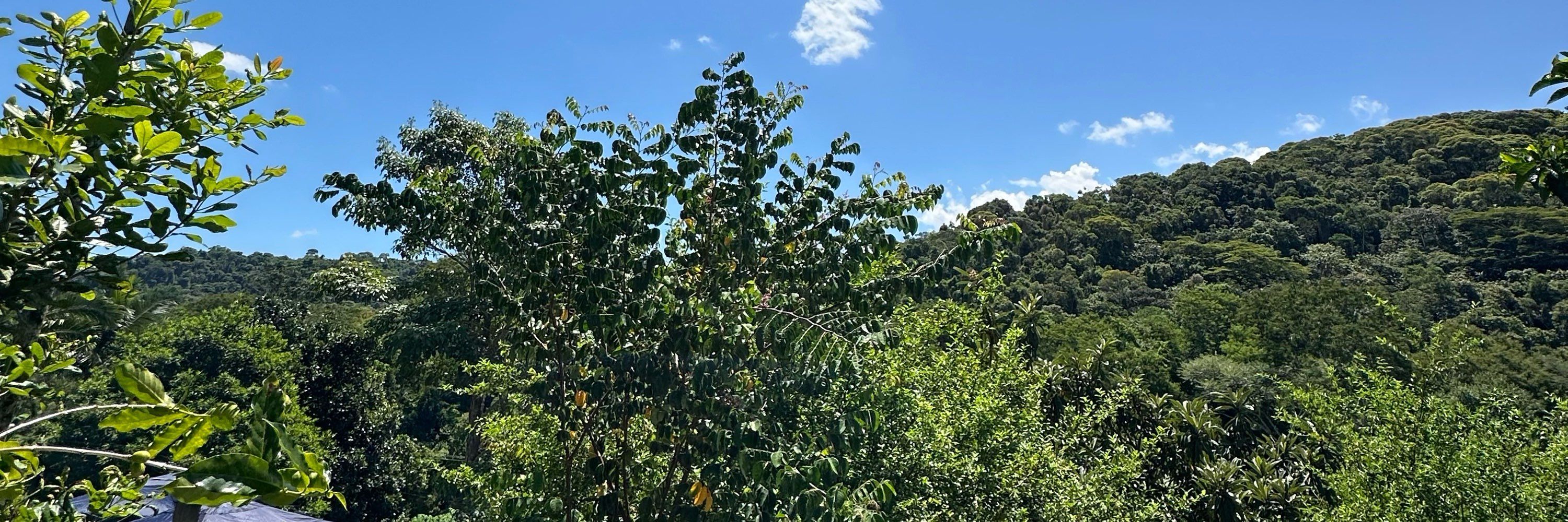 claramelods