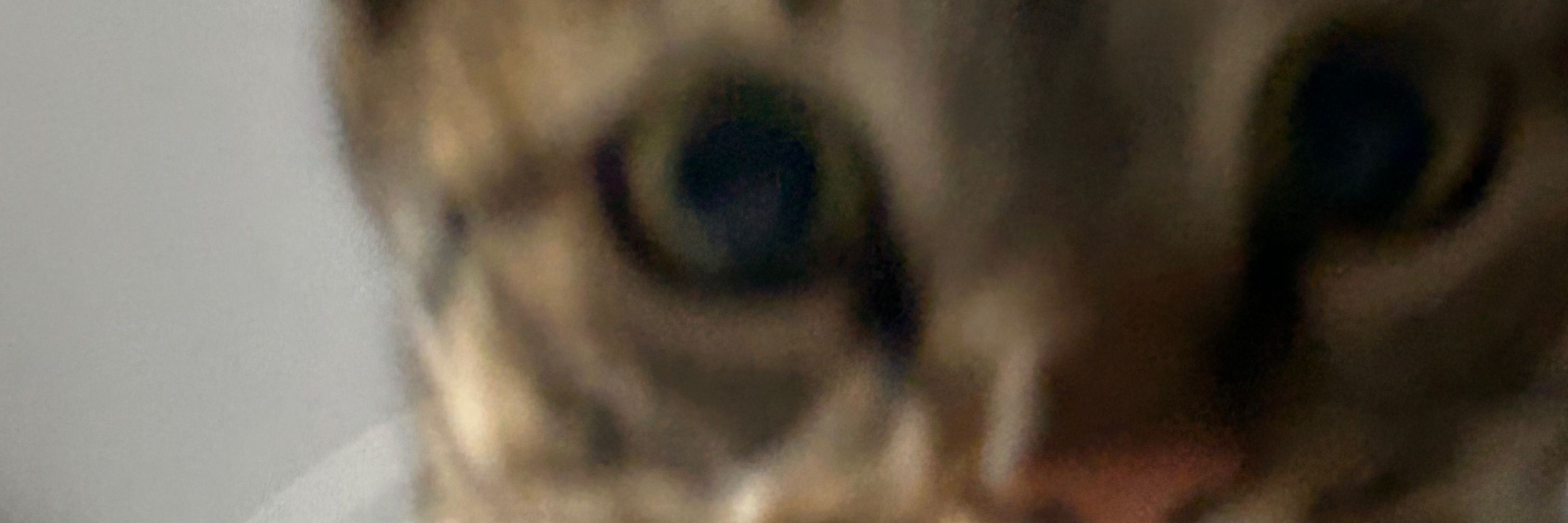 Luu