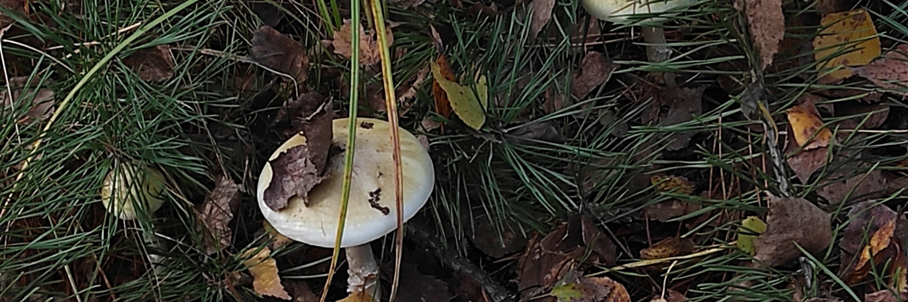Вітя, нізя буть таким горні🍄 new era