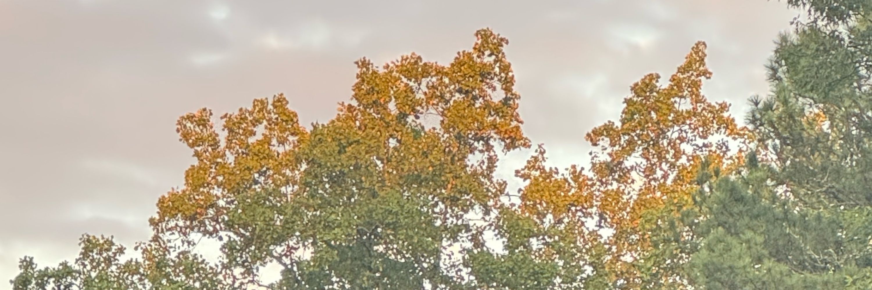 Asiola
