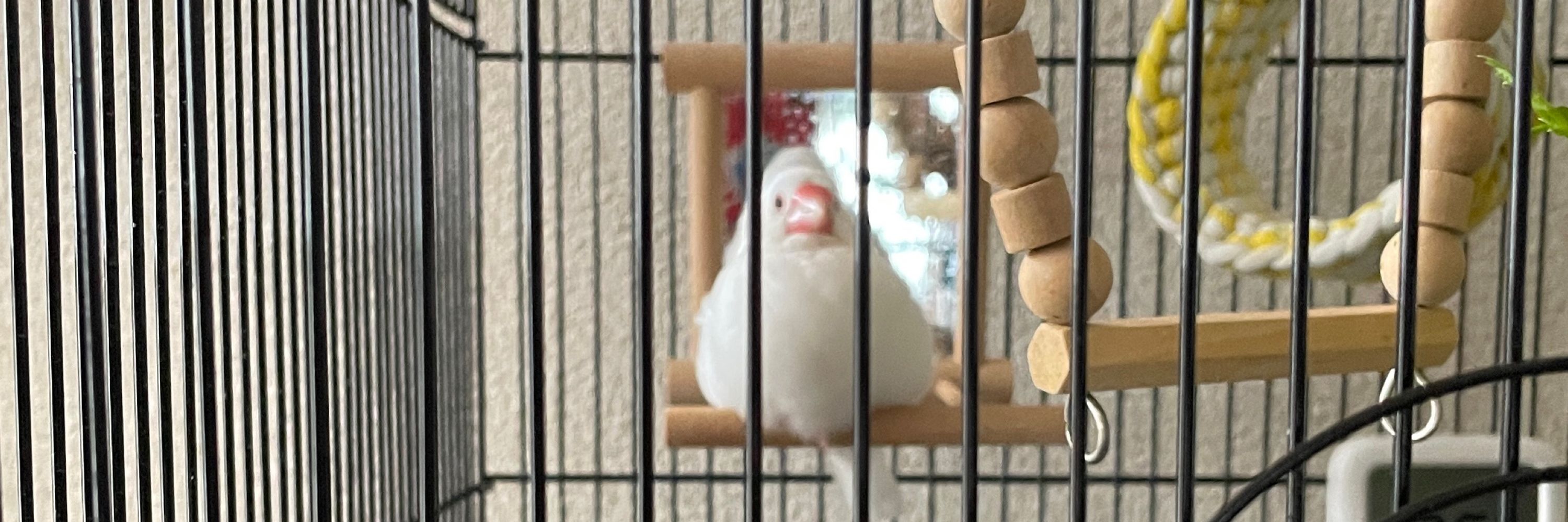 つくね もち