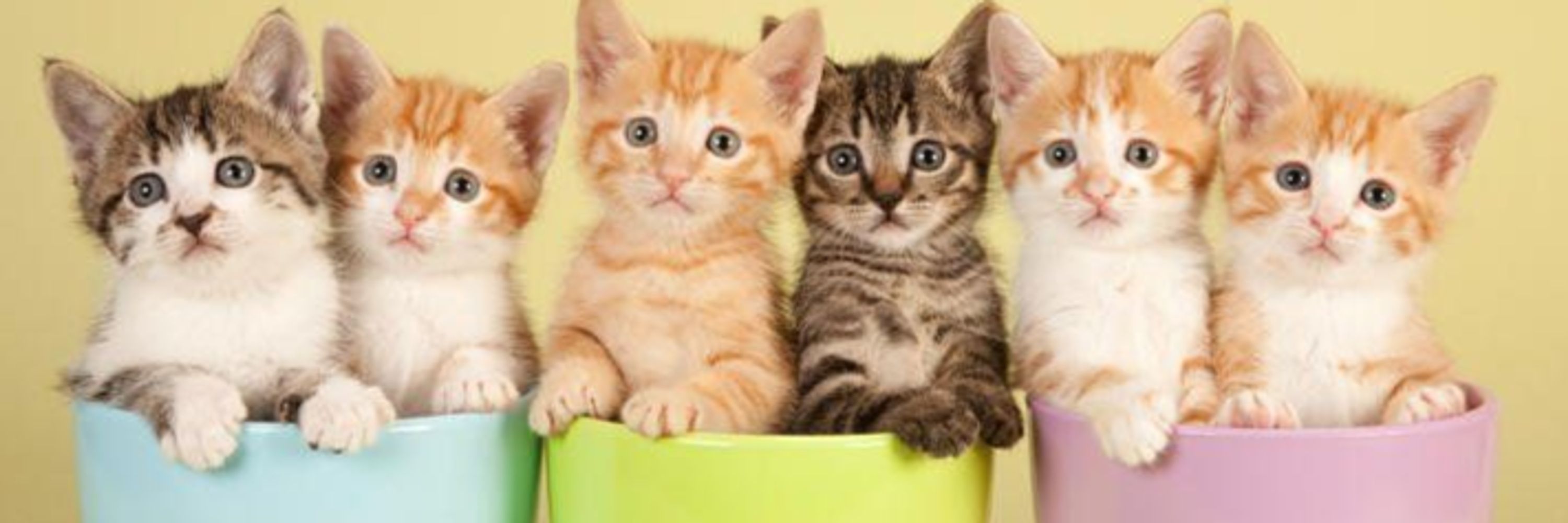 Cats