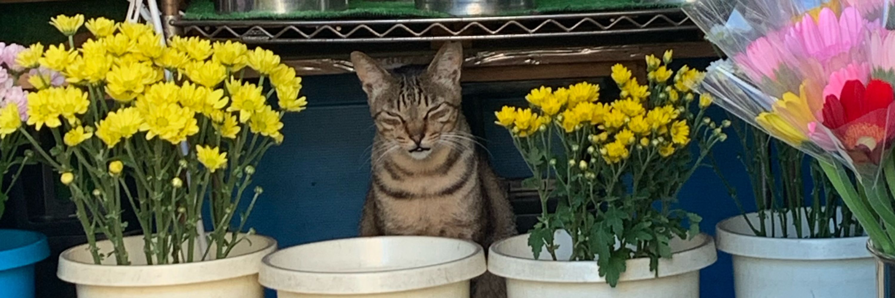 みなとたぬき