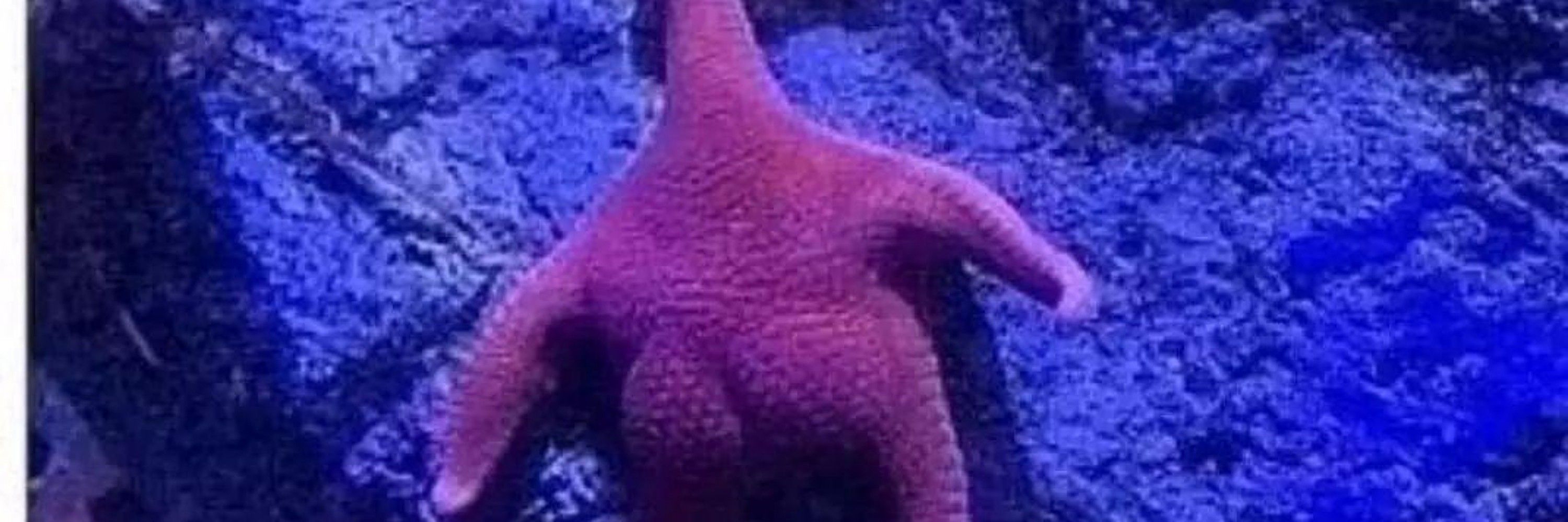𝖉𝖗𝖆𝖈𝖔𝖓_𝖎𝖓_𝖑𝖎𝖗𝖎𝖆𝖓𝖘❦