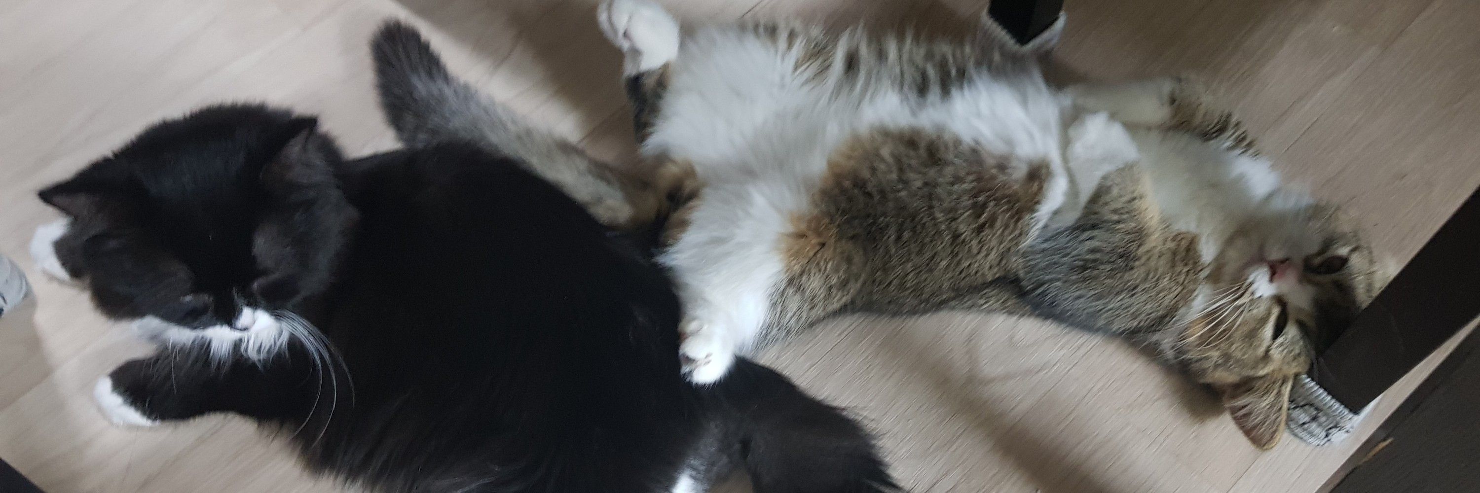 몽망언니