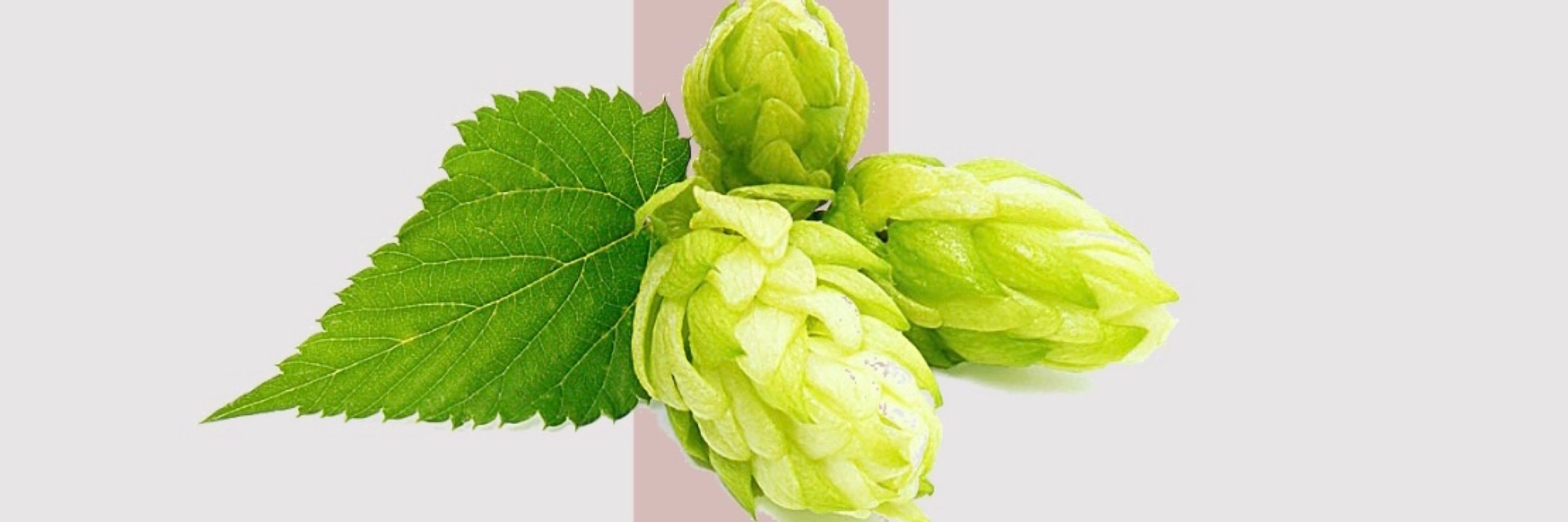 Pesky Brewing