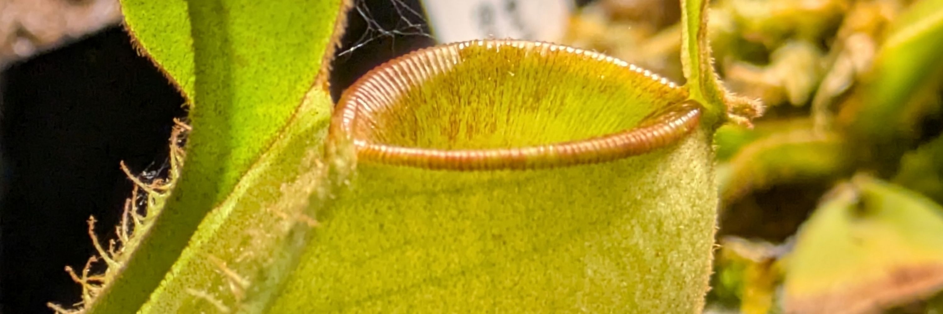 うーぱ　食虫植物