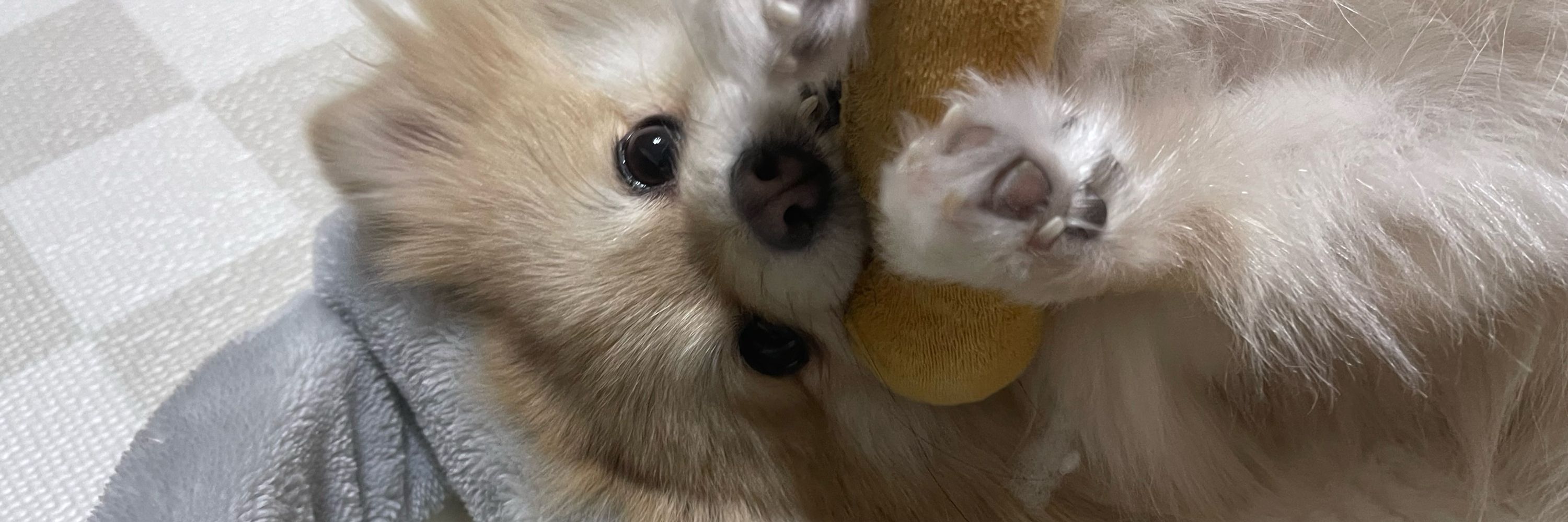 かぼす