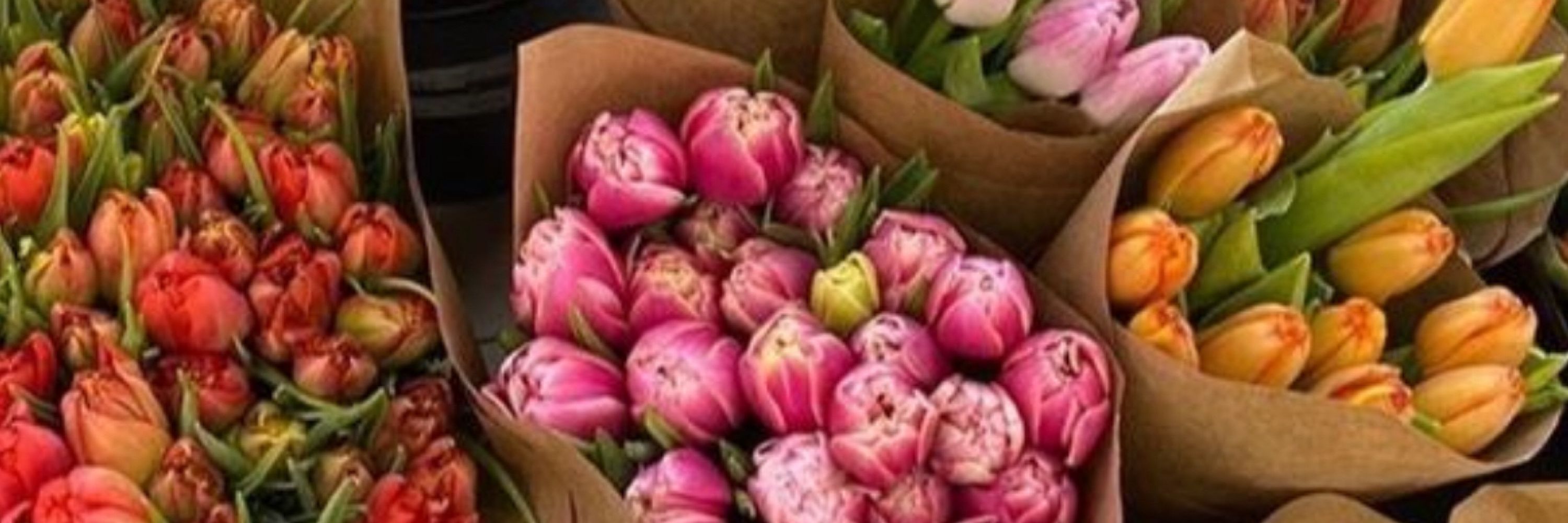 Enidrav  🌺