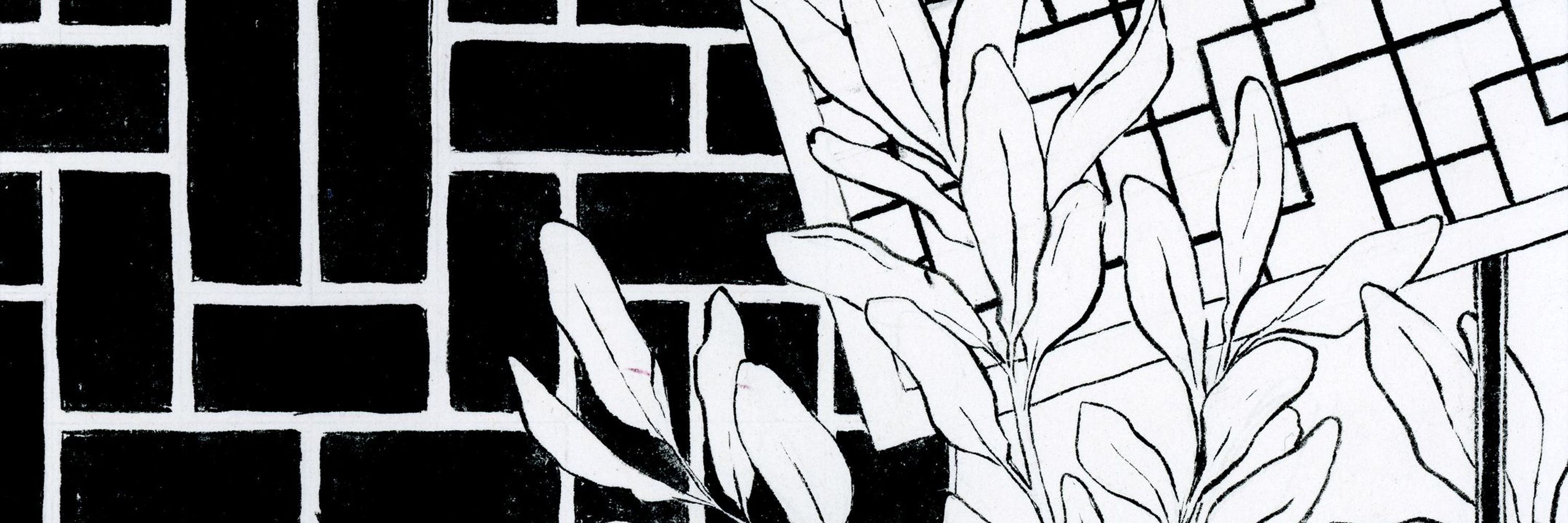 June Monstera