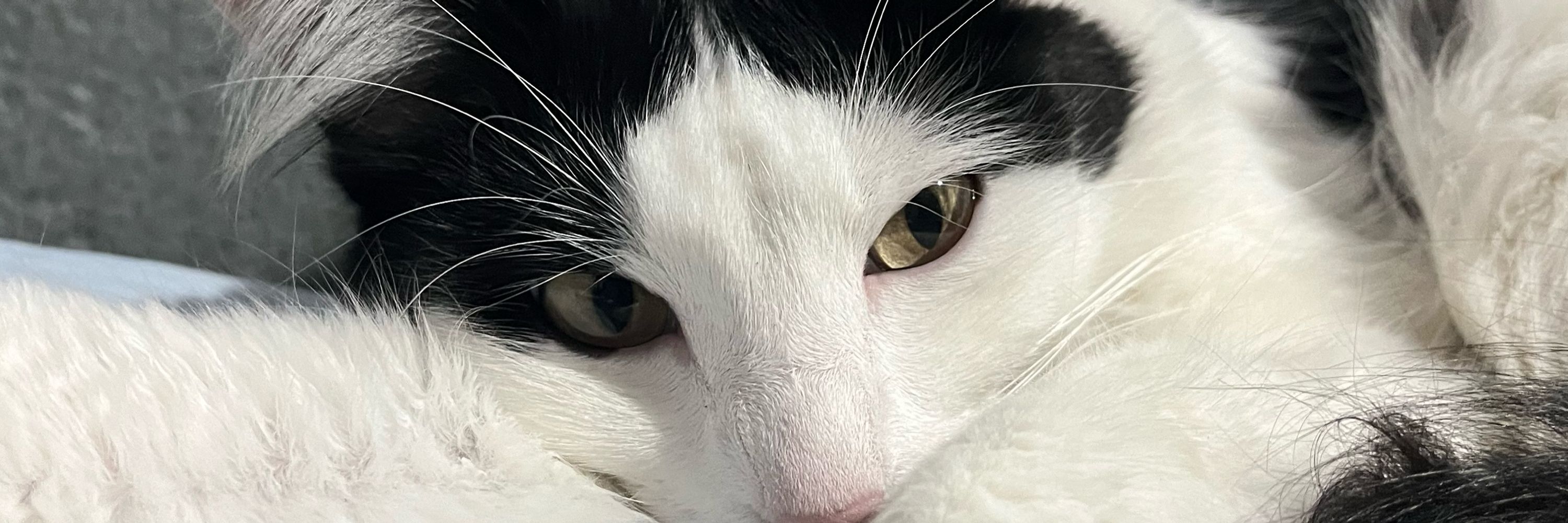 hemi