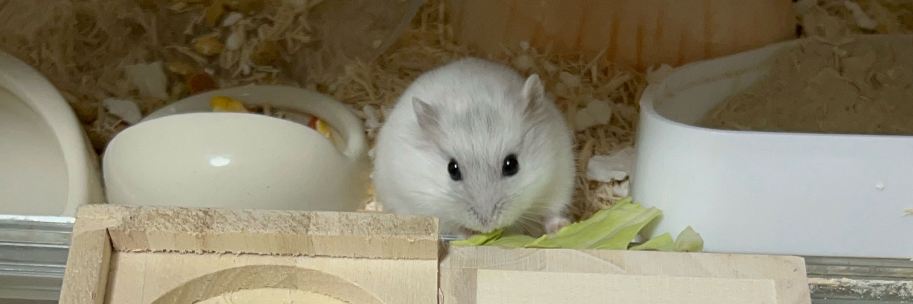 久助💚ぴよこ研究所