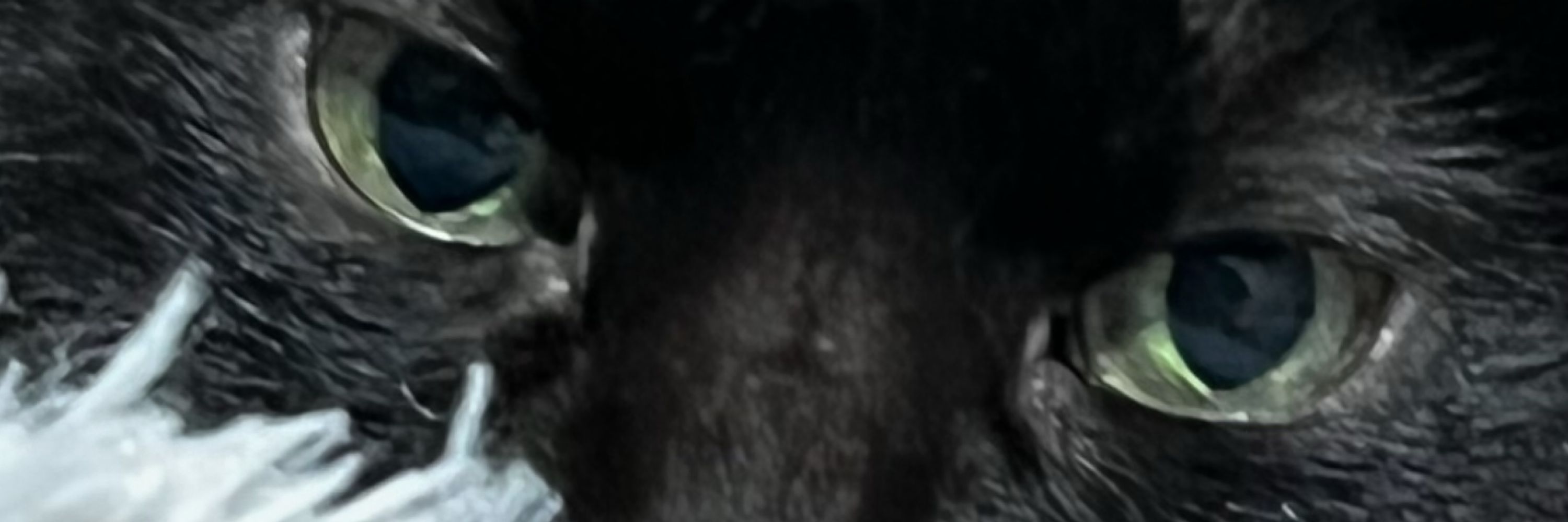 kitty