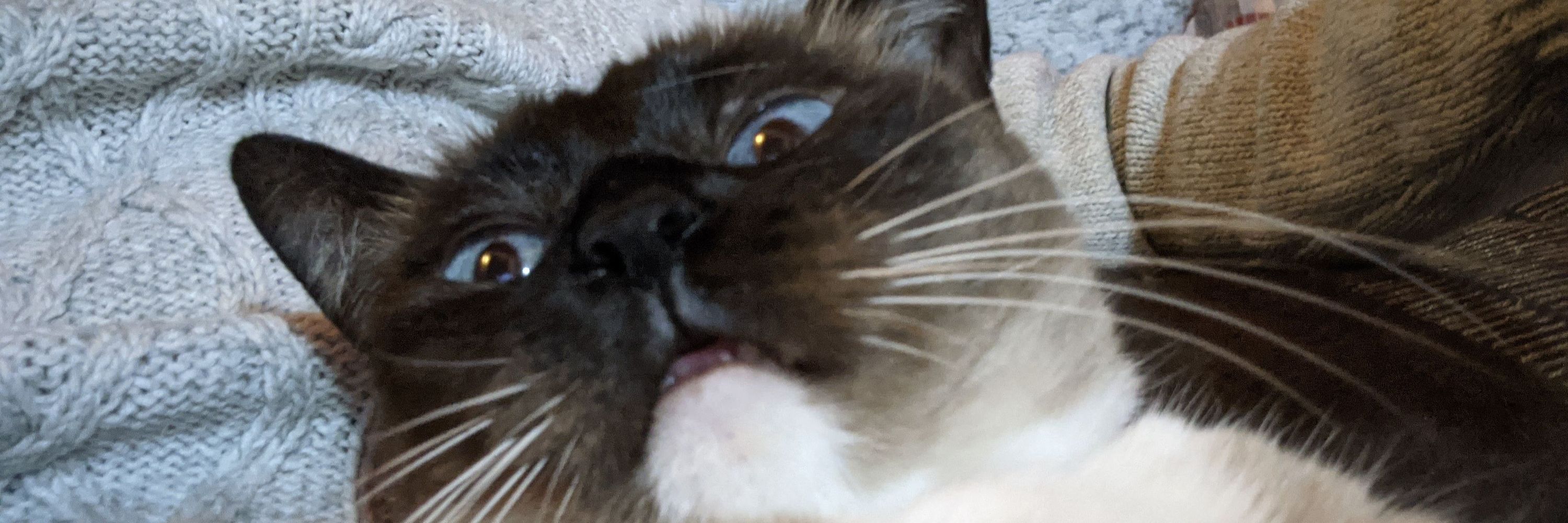 Subnumimi