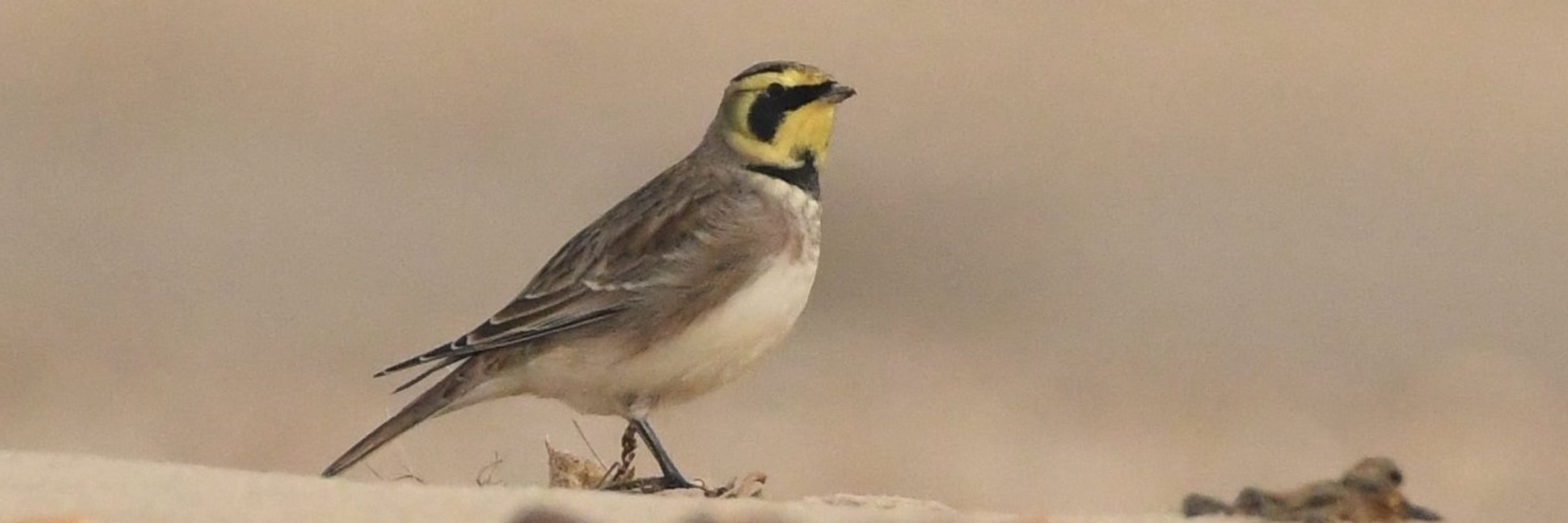 Baldbirder: Ross Newham