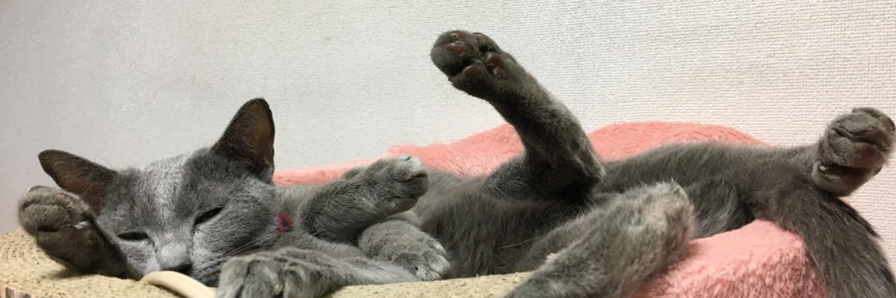 さぼてんちっぷくっきー