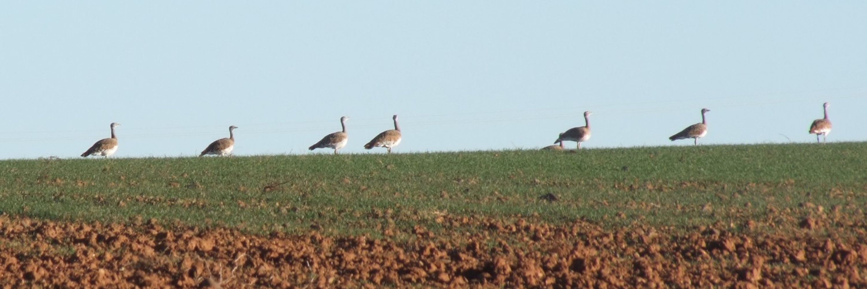 Pegas y pardales