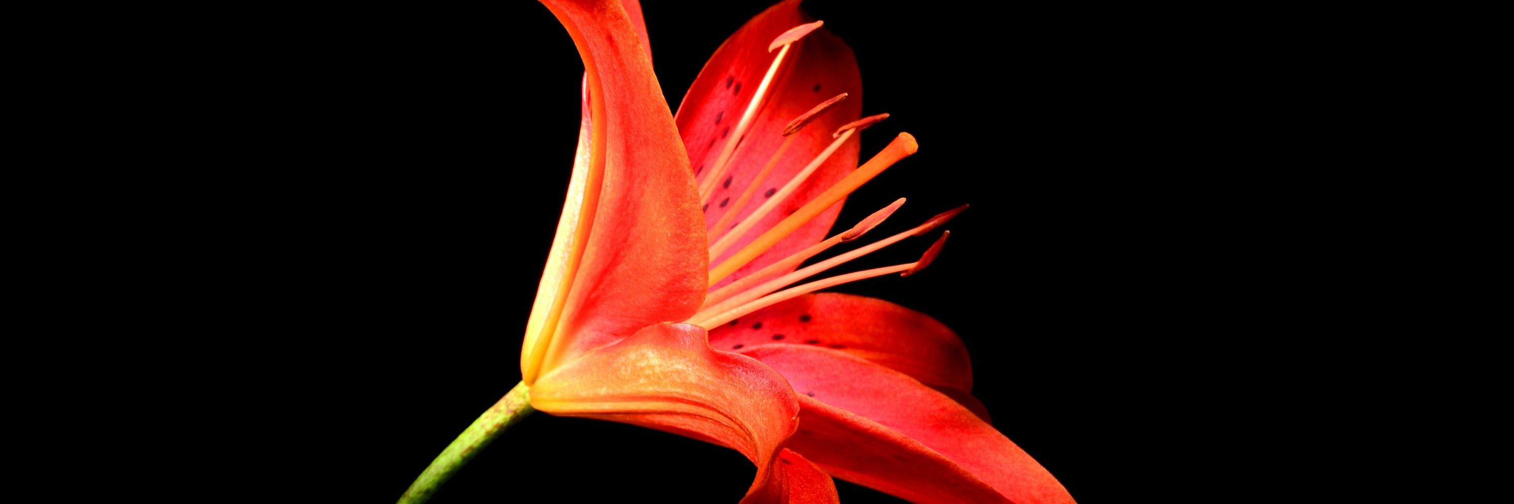 Victoria Lilly