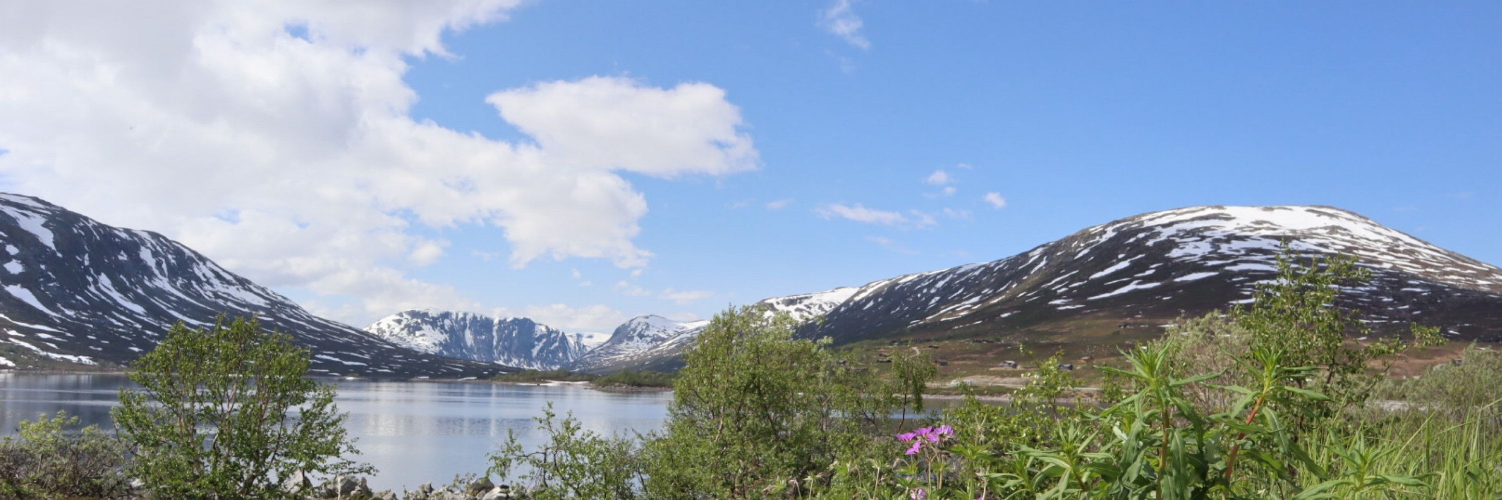Tove