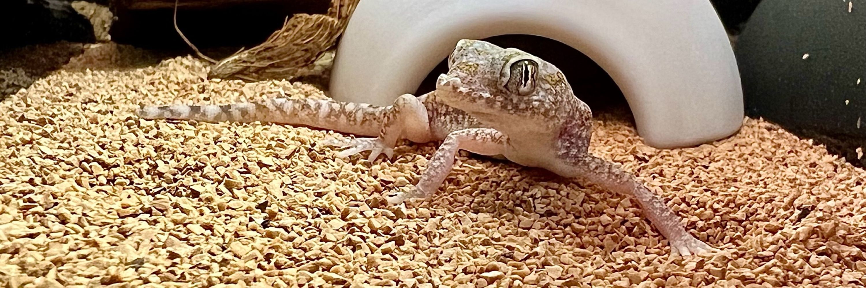 ぺこ