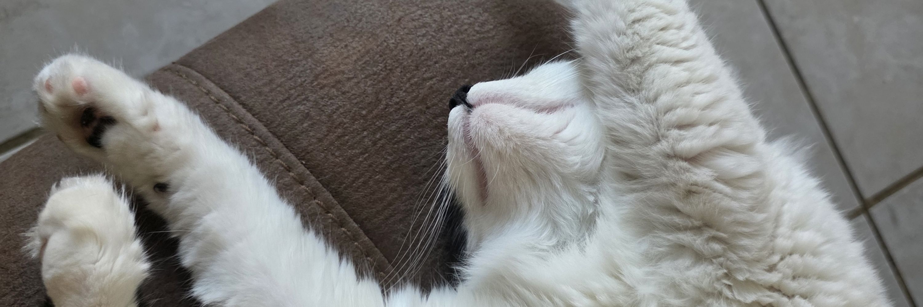 Catcertachick