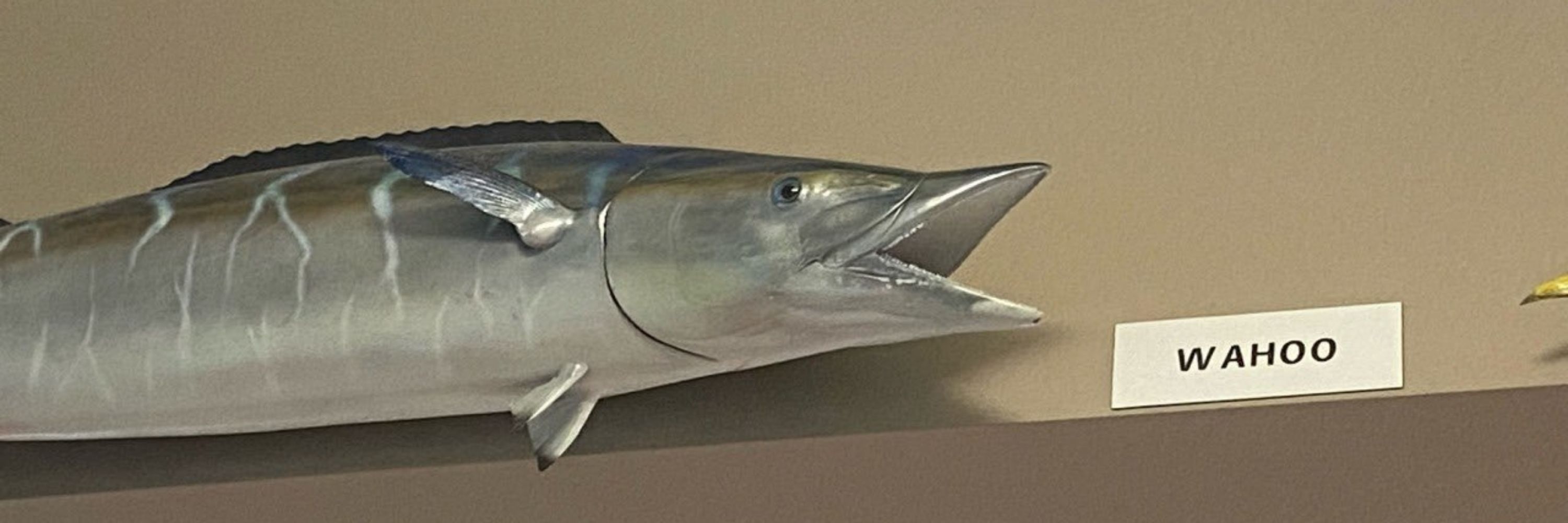 queera