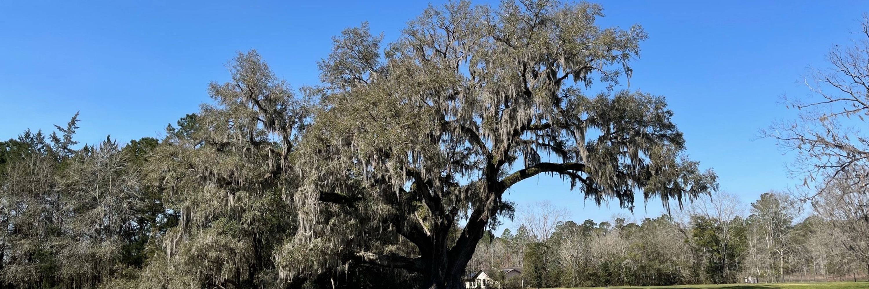 TheTreeWhisperer Jim Conroy