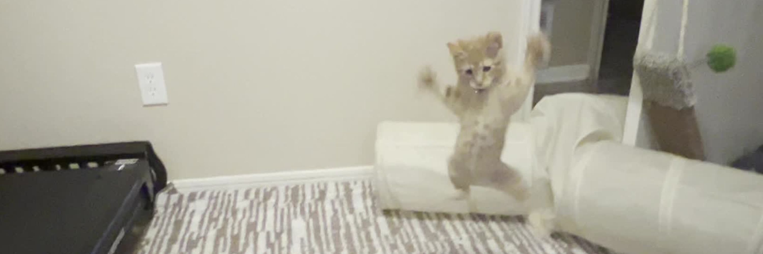 Cat-Butt