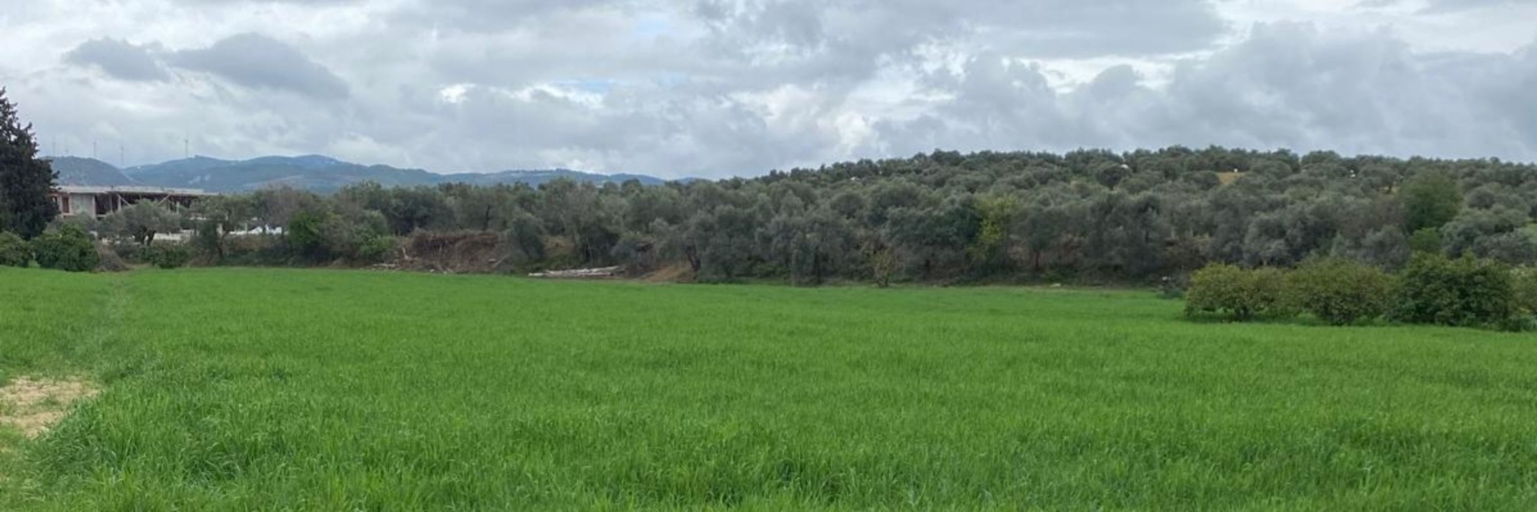 Duygu