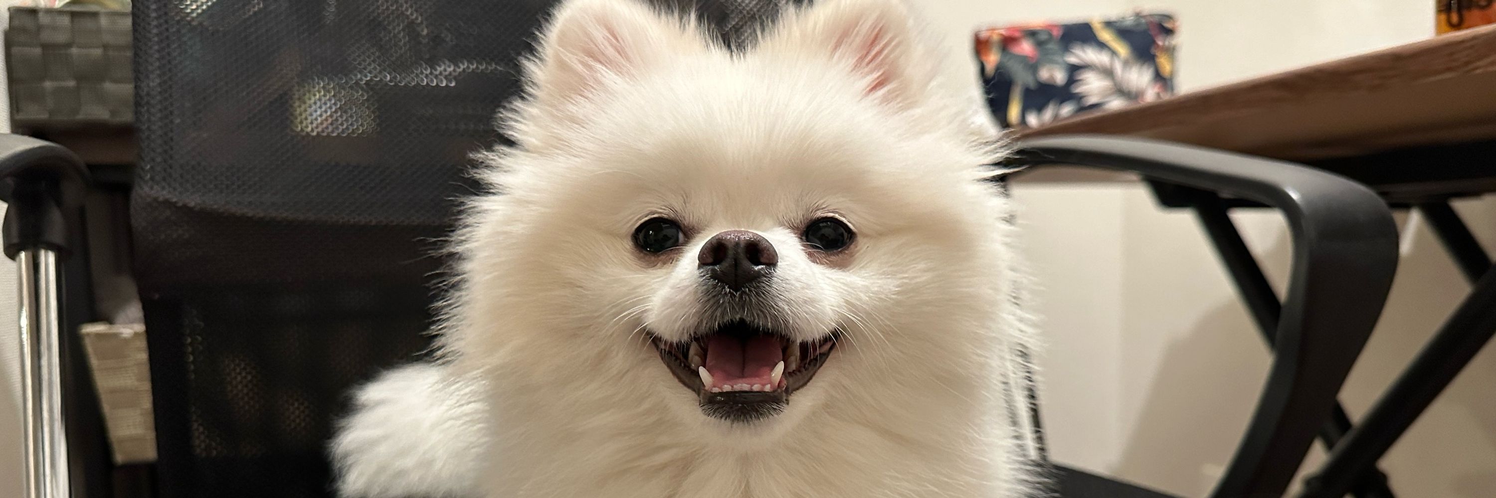 熊(๑･㉨･๑)