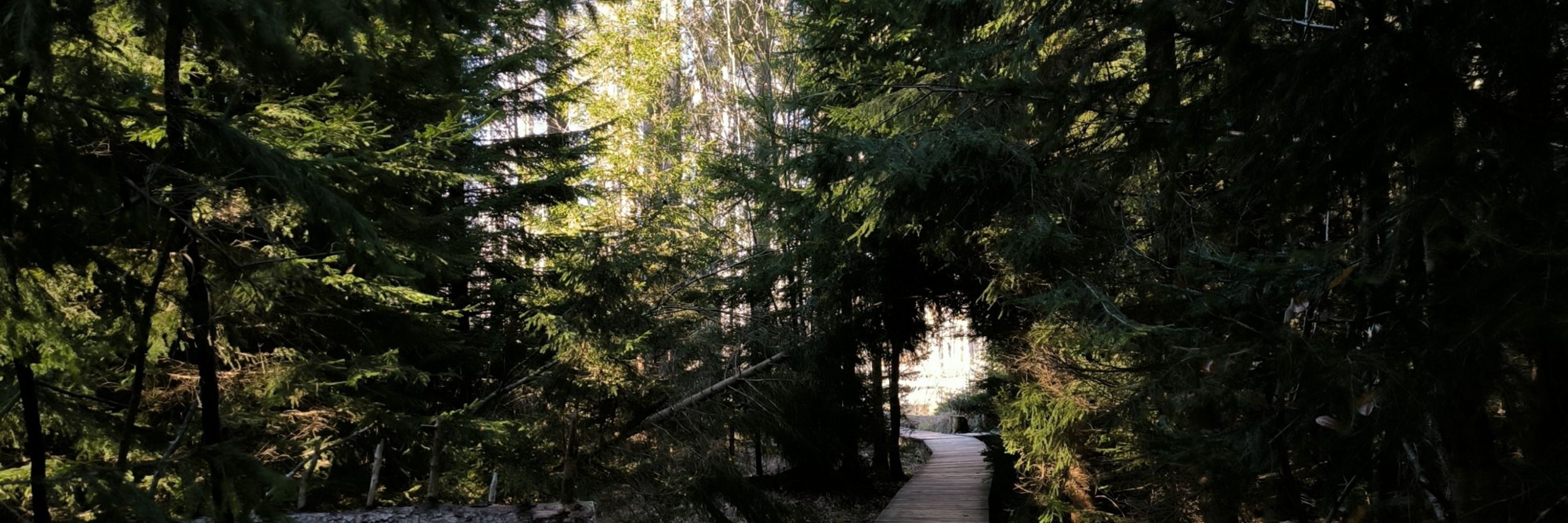 juniper august