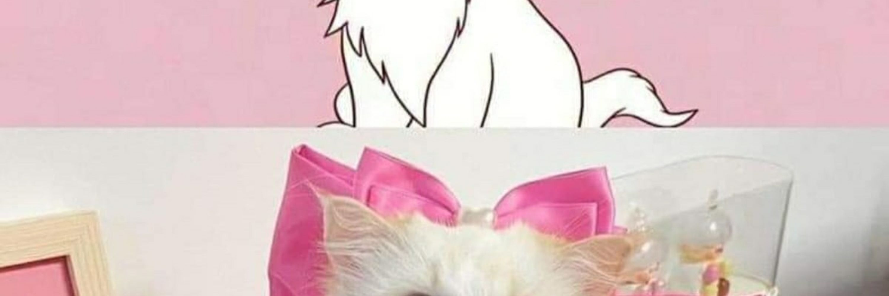Gatinha Lulu😃