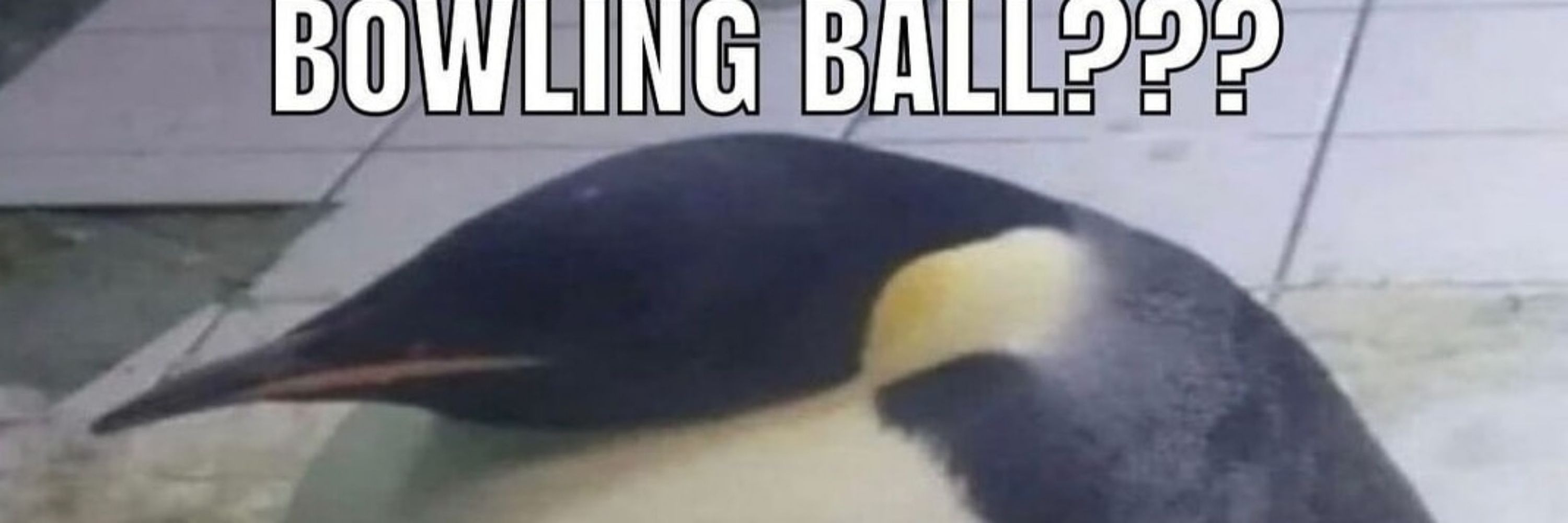 KosThePenguin