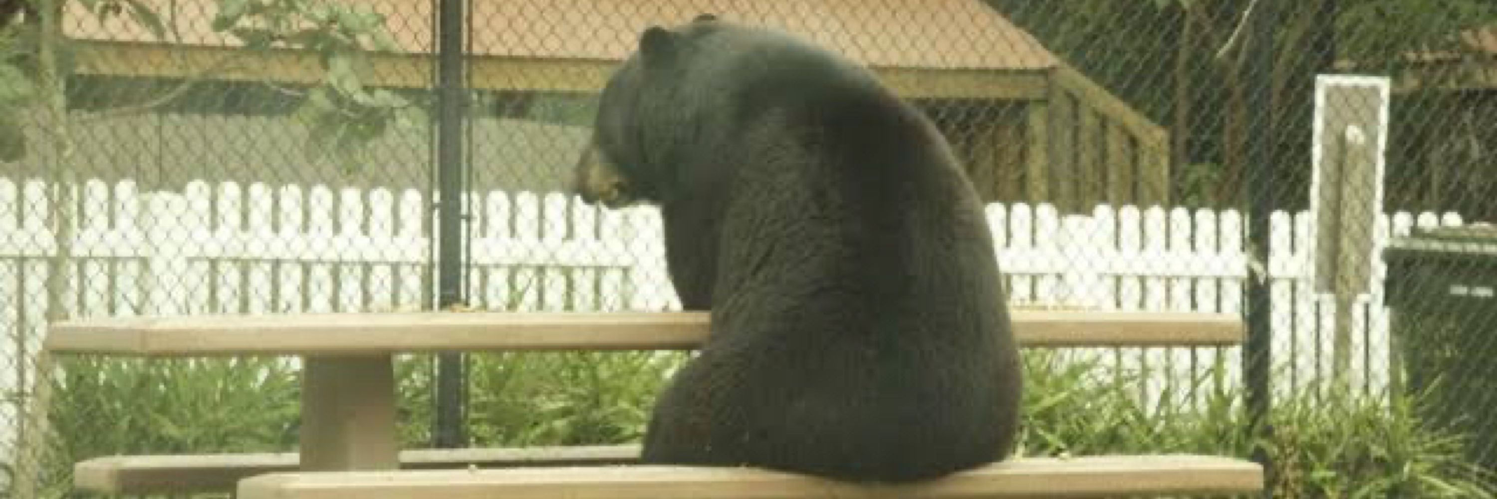 ursus