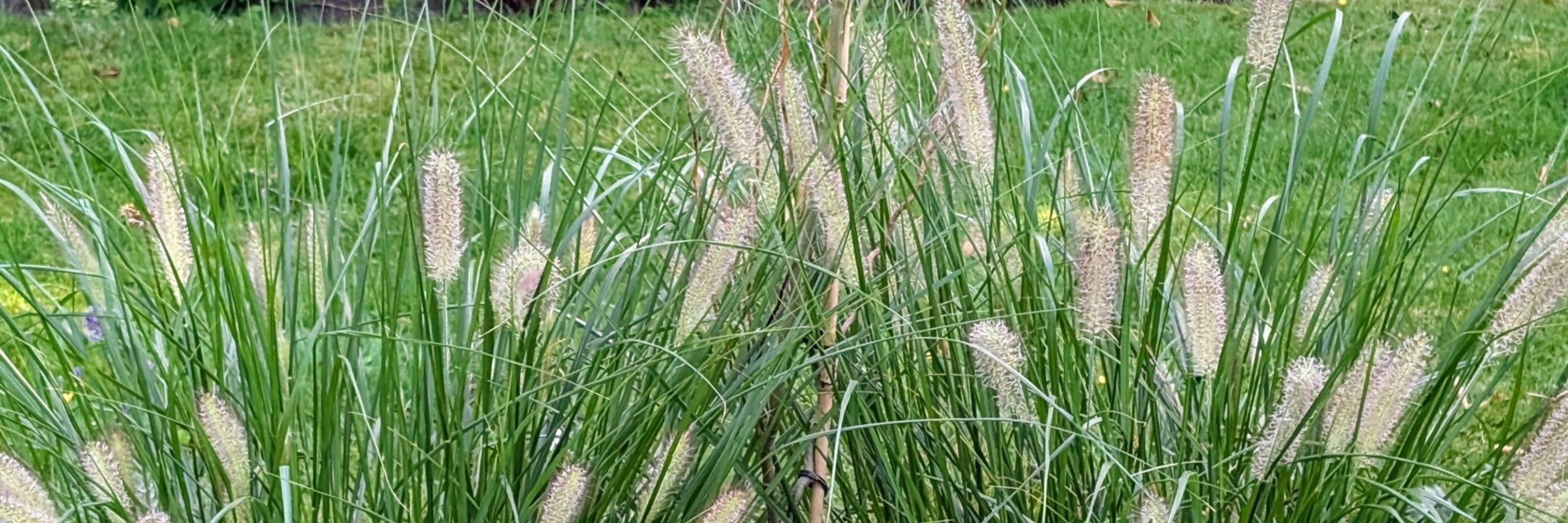 fraucolle