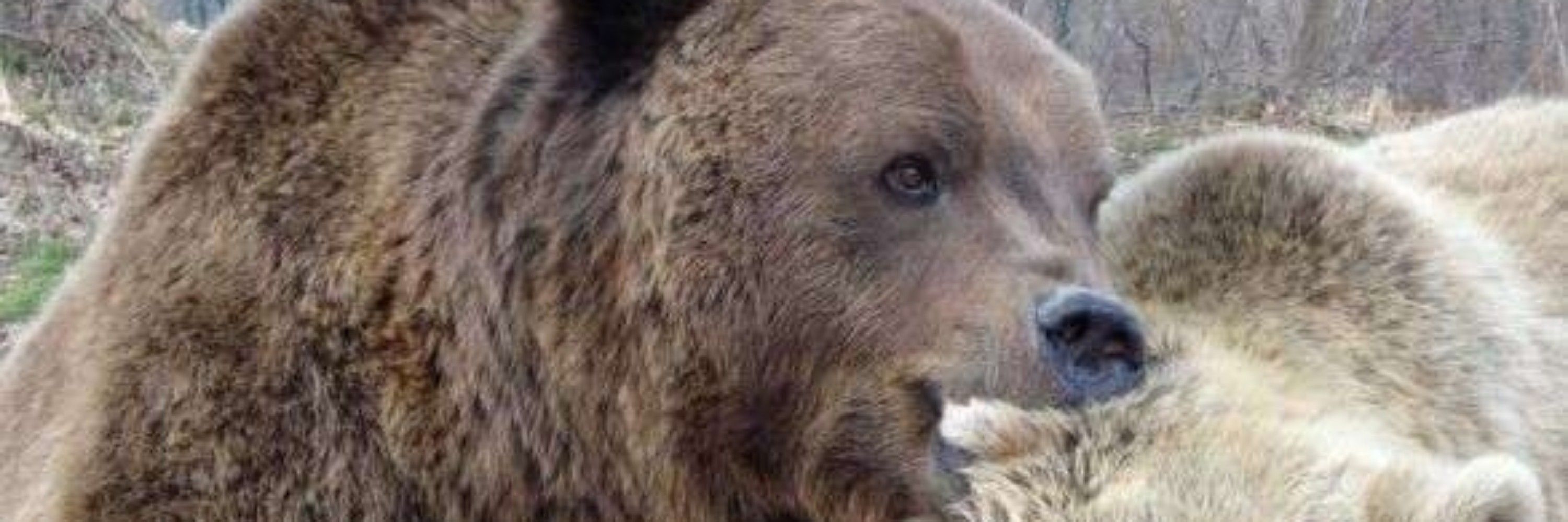 Ursus