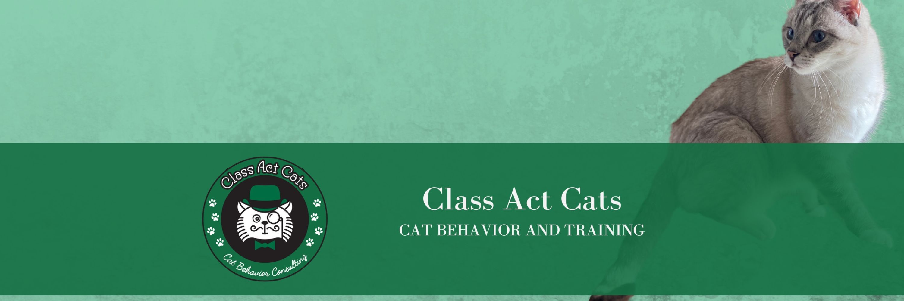 Joey from Class Act Cats