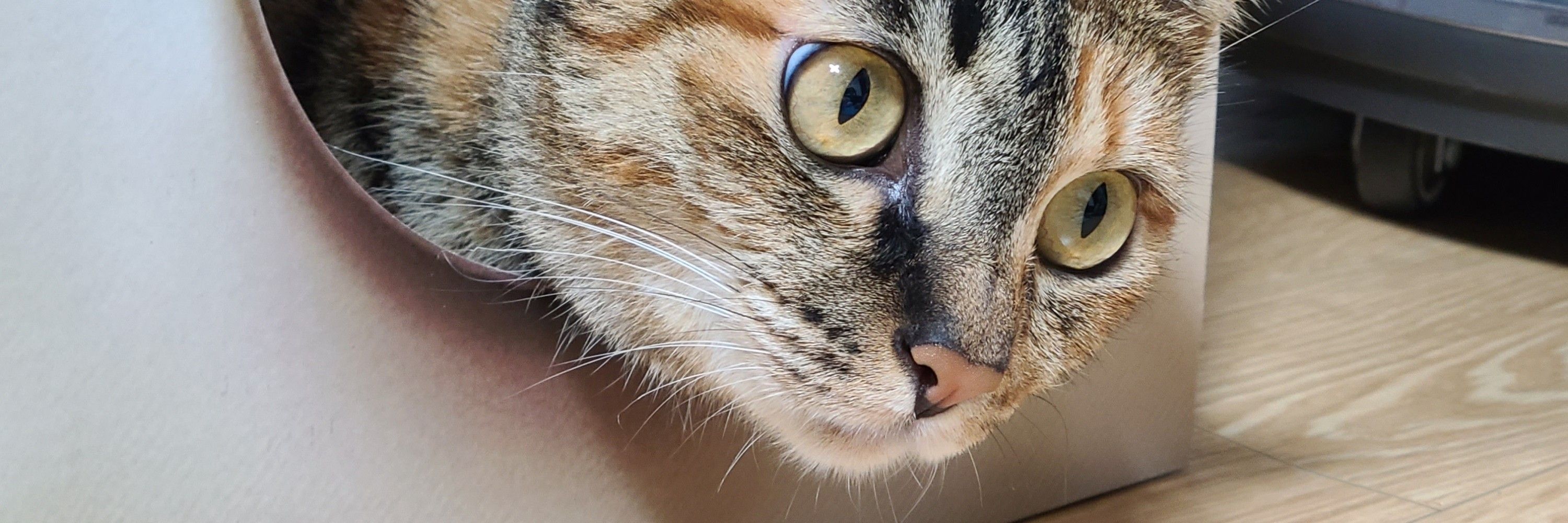 김리치