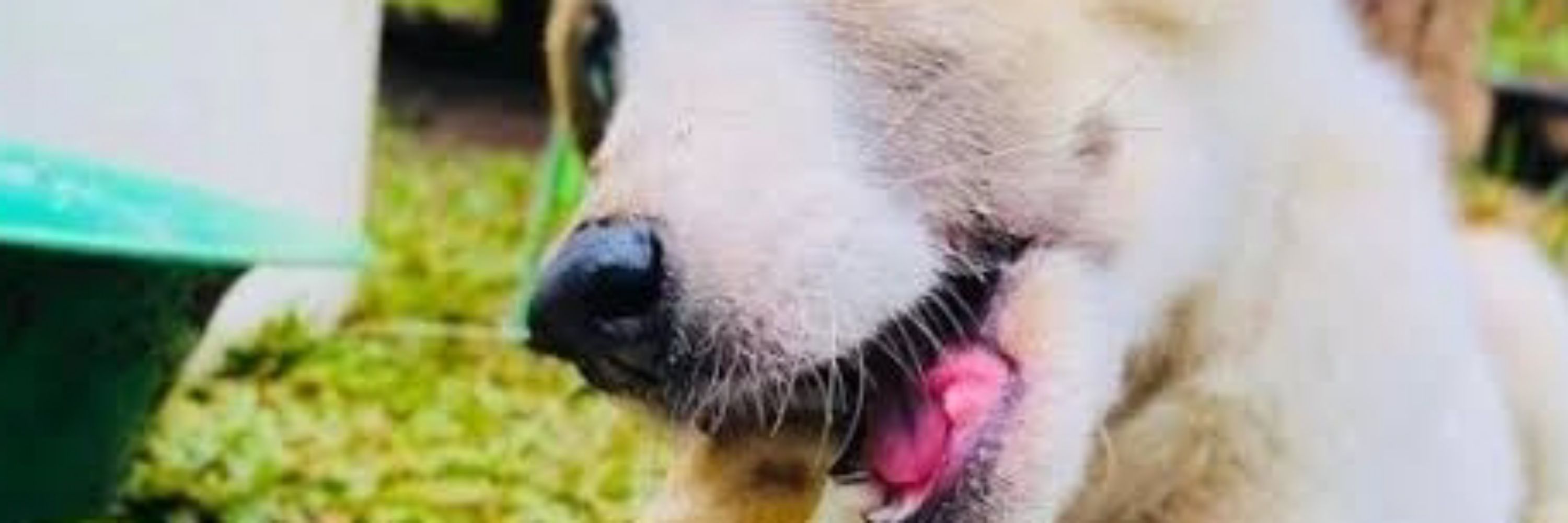 Joseph_dogs_shelter