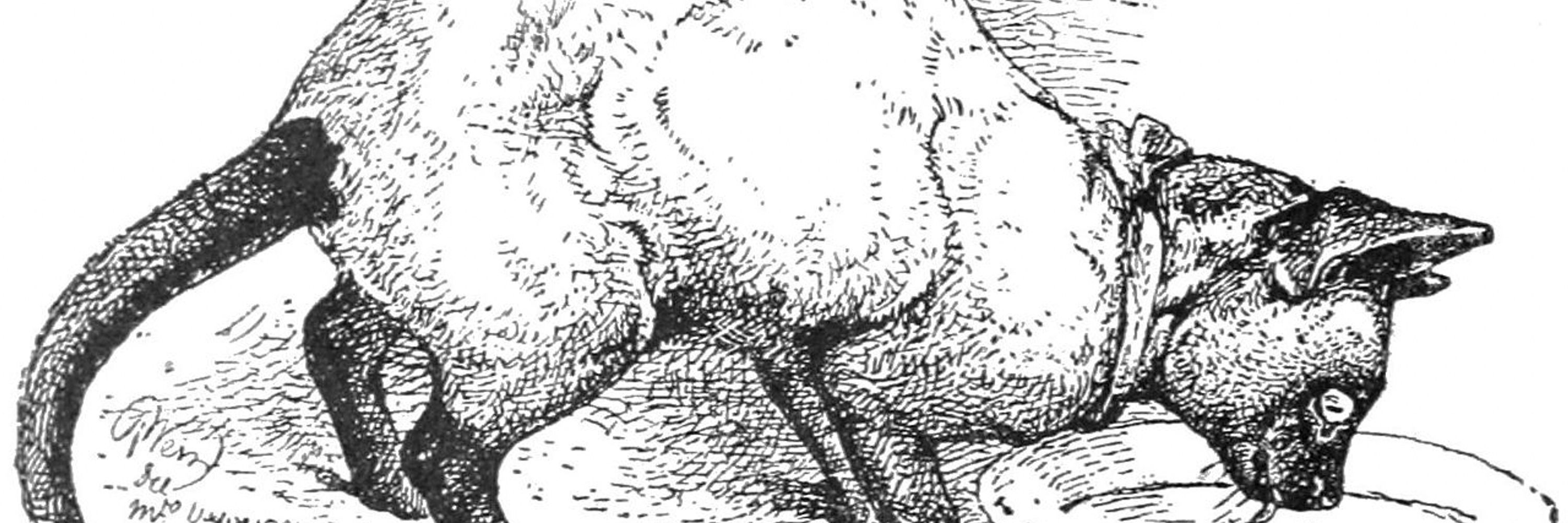Corvid / Jovi 