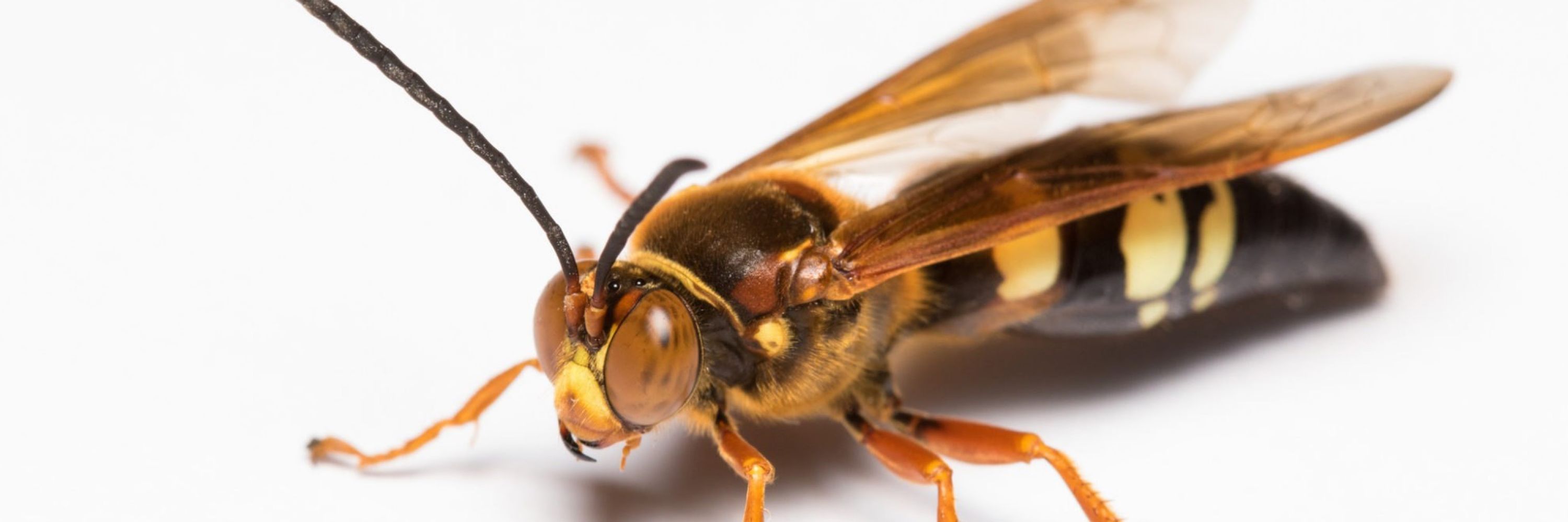 International Society of Hymenopterists