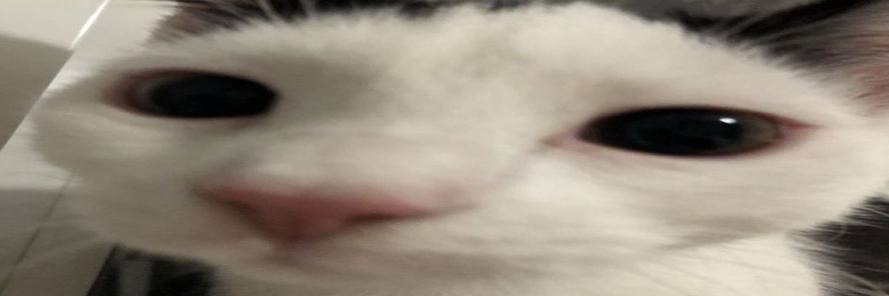 deni